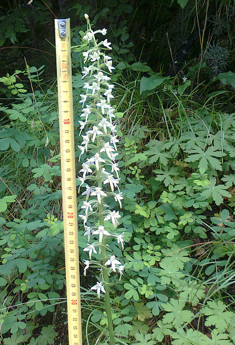 Platanthera bifolia var. gigantea